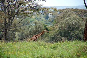 Żyrafa Nairobi