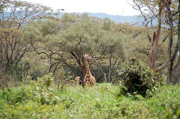 Żyrafa Nairobi NP