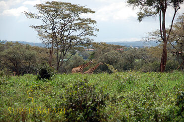 Żyrafy w Nairobi