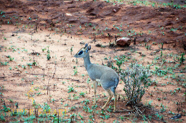 Dik dik