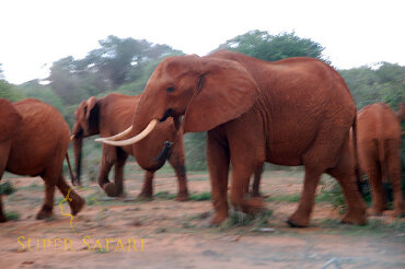 Rodzina słoni 