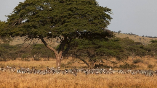 Safari 4 dni: Park Tarangire, Serengeti oraz Ngorongoro