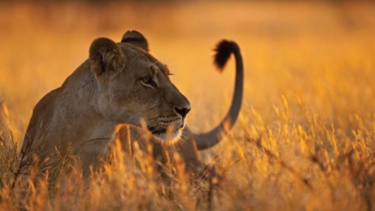 Safari 2 days: Tarangire and Ngorongoro
