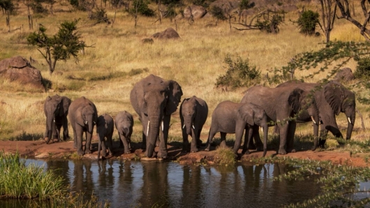 Safari 4 days: Tarangire, Serengeti and Ngorongoro